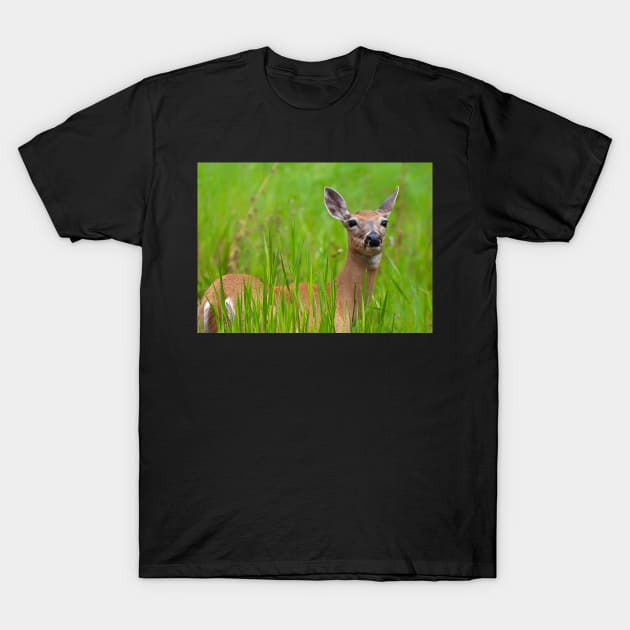 Doe in tall grass T-Shirt by joesaladino